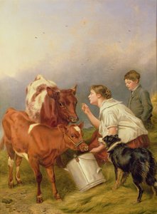 Das bevorzugte Kalb